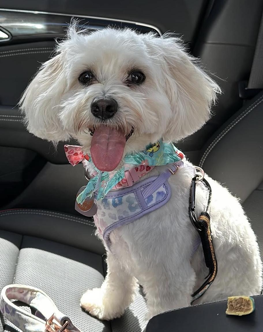 Pixie, ADOPTABLE, Adult Female Maltese & Miniature Poodle.