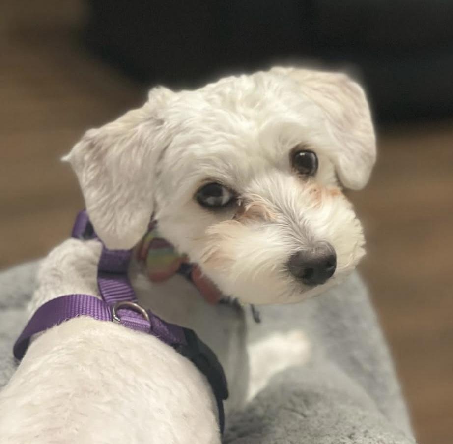 Enlarge Pixie, a ADOPTABLE mixed breed in Nanuet, NY image 2/6