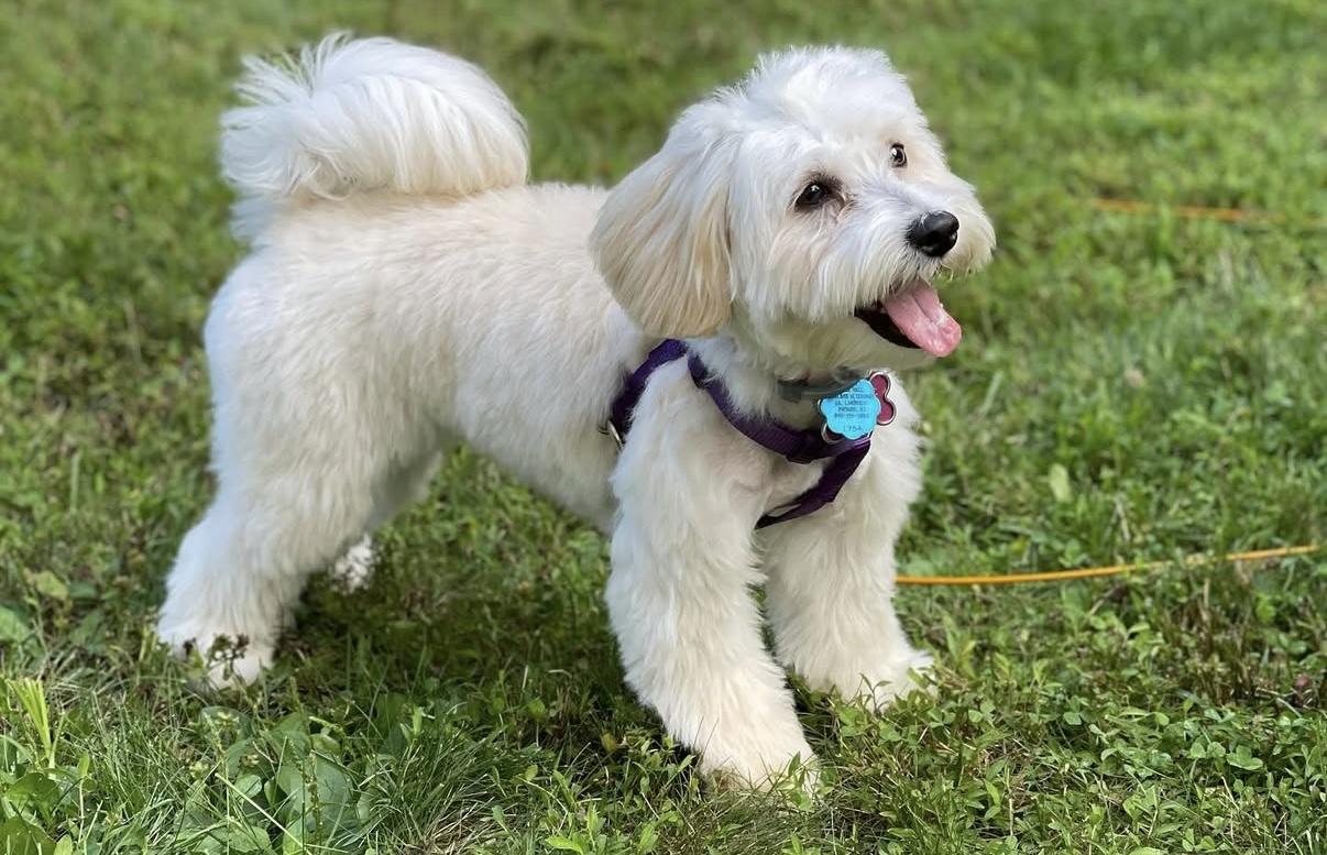 Enlarge Pixie, a ADOPTABLE mixed breed in Nanuet, NY image 3/6