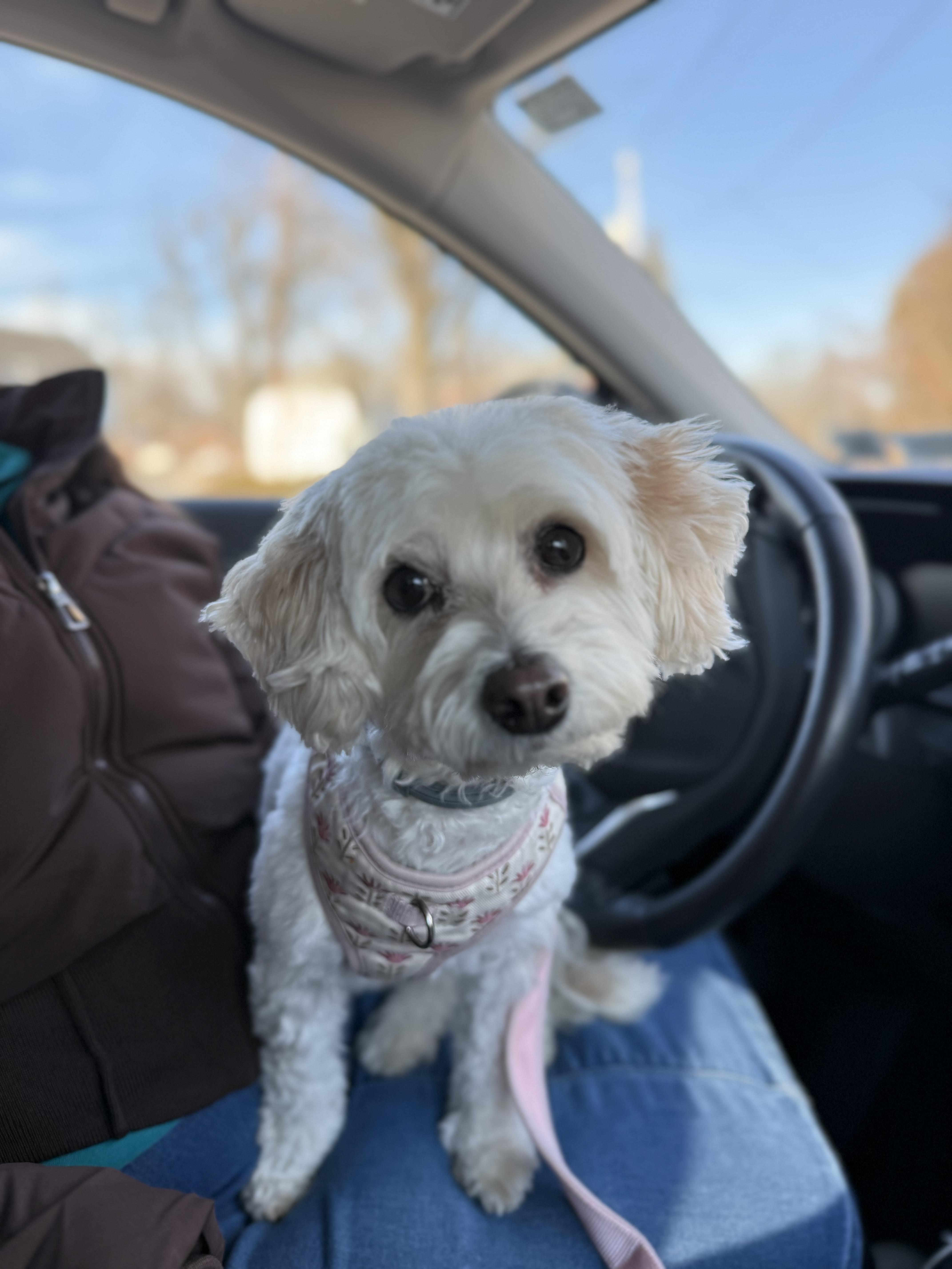 Enlarge Pixie, a ADOPTABLE mixed breed in Nanuet, NY image 4/6