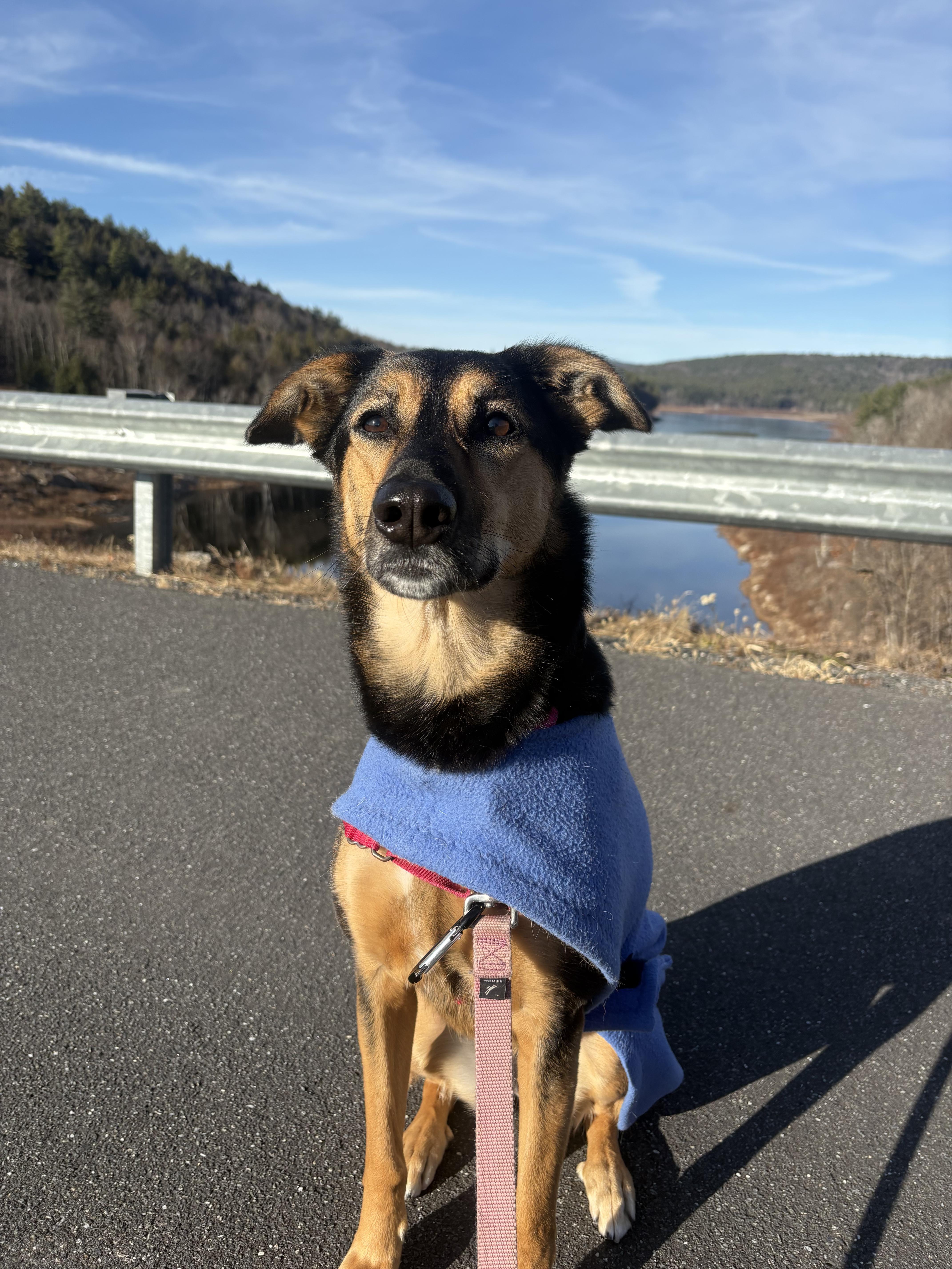 Lizzy, a Adoptable mixed breed in Swanzey, NH image 1/6