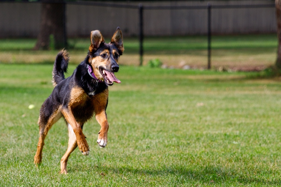 Lizzy, a Adoptable mixed breed in Swanzey, NH image 4/6