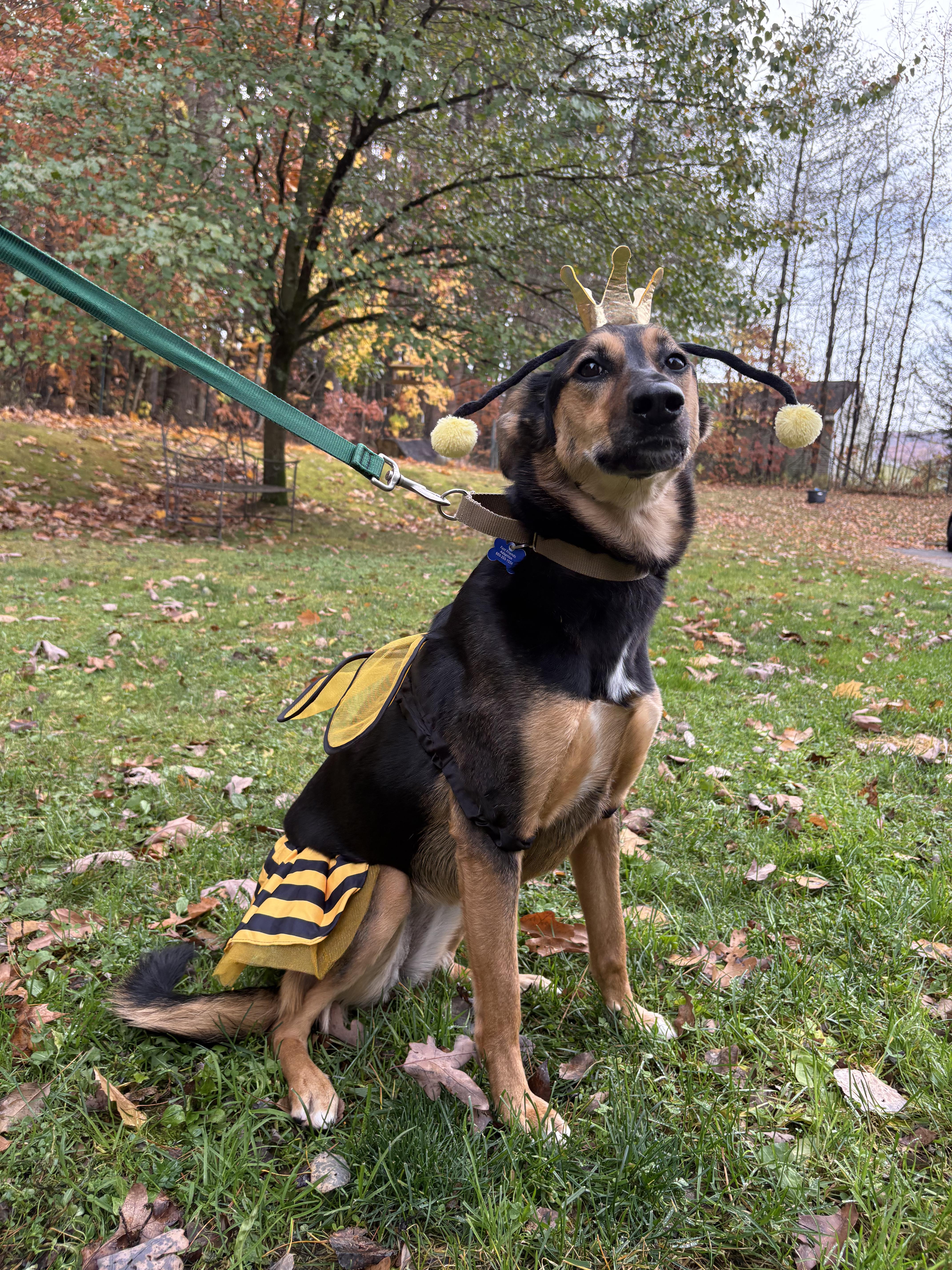 Lizzy, Adoptable, Young Female Saluki & Mixed Breed.
