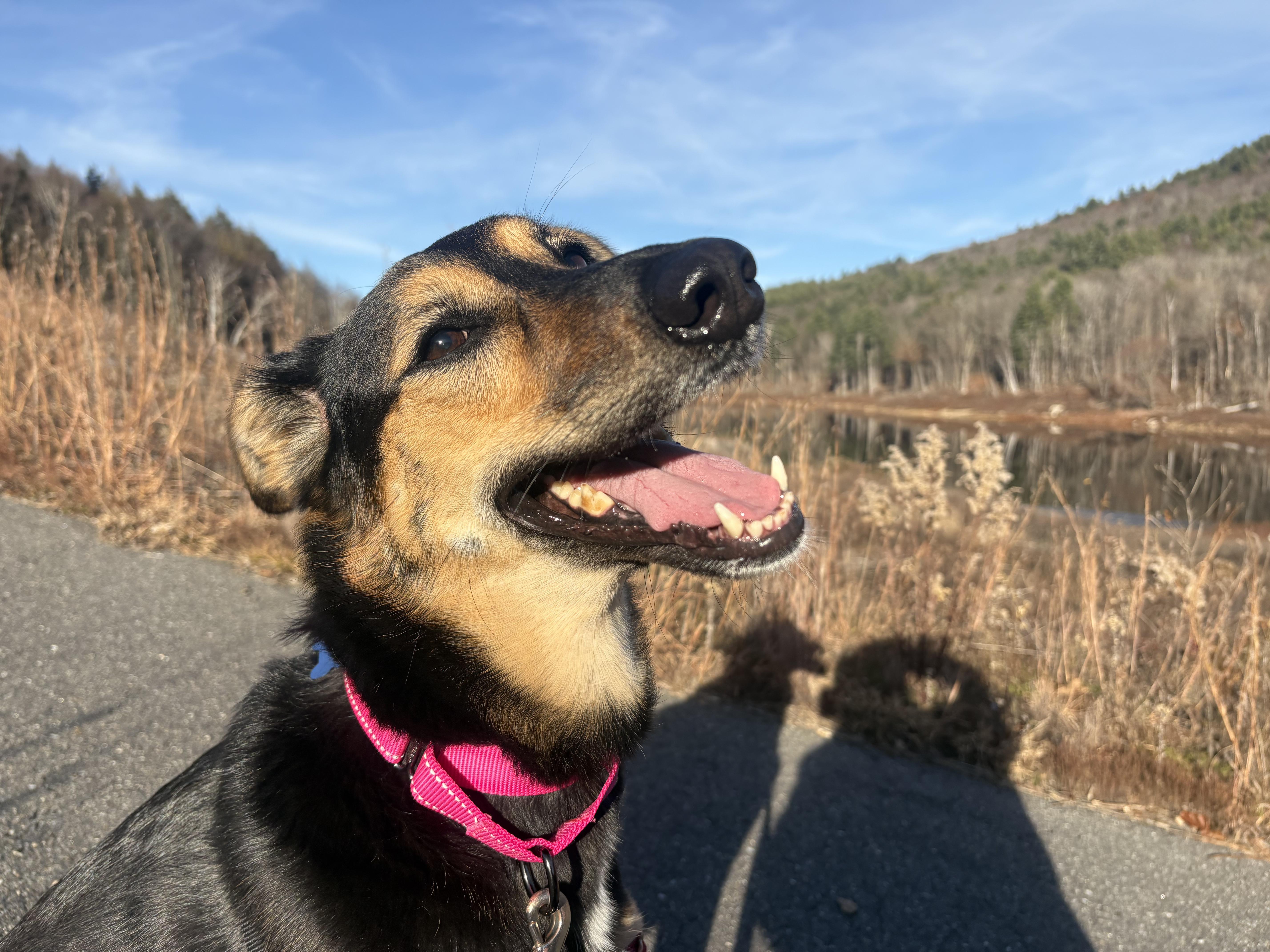 Lizzy, a Adoptable mixed breed in Swanzey, NH image 2/6