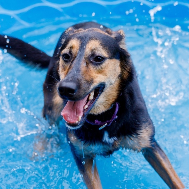 Lizzy, a Adoptable mixed breed in Swanzey, NH image 5/6