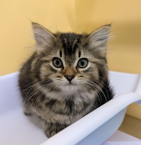Chickaree, Adoptable, Kitten Female Domestic Long Hair.