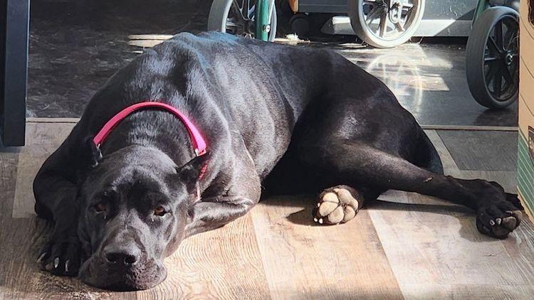 Khaleesi, Adoptable, Young Female Cane Corso.