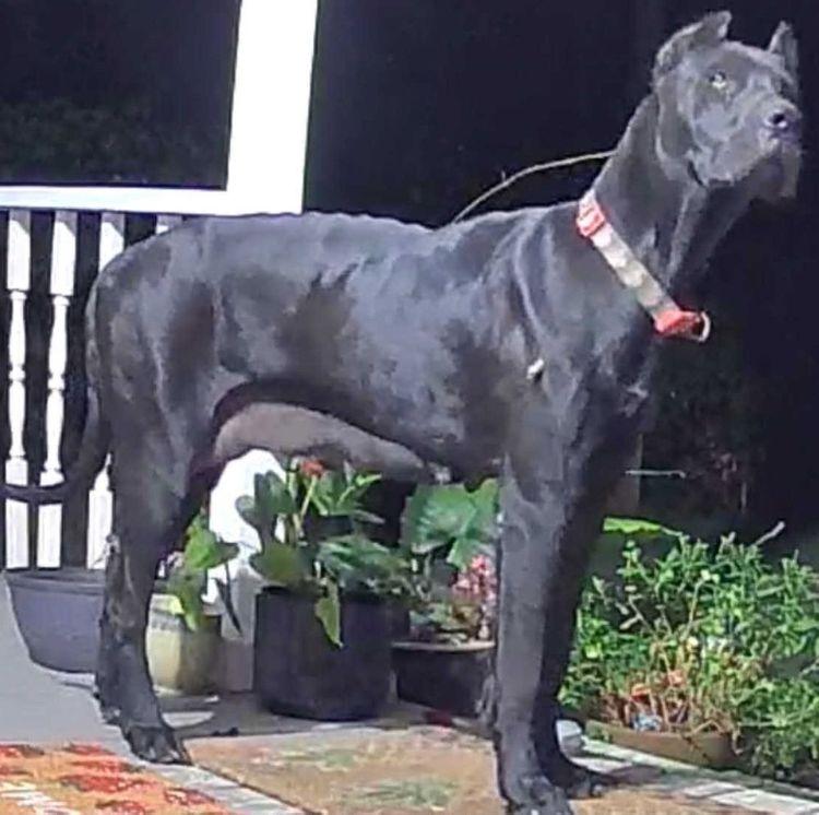 Enlarge Khaleesi, a Adoptable Cane Corso in Larkspur, CO image 2/3