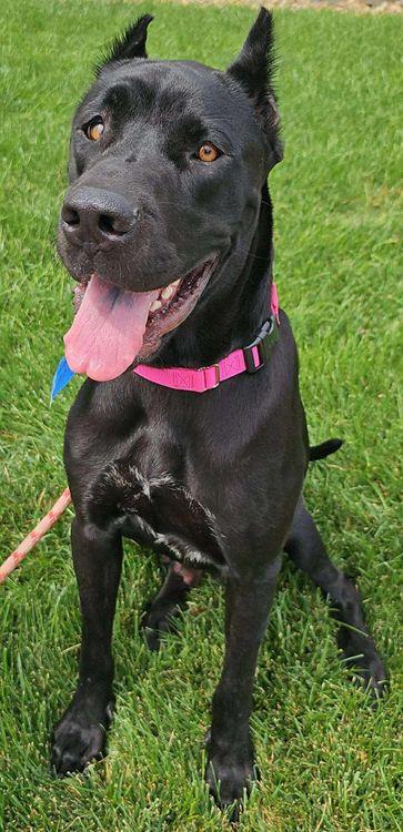Enlarge Khaleesi, a Adoptable Cane Corso in Larkspur, CO image 3/3