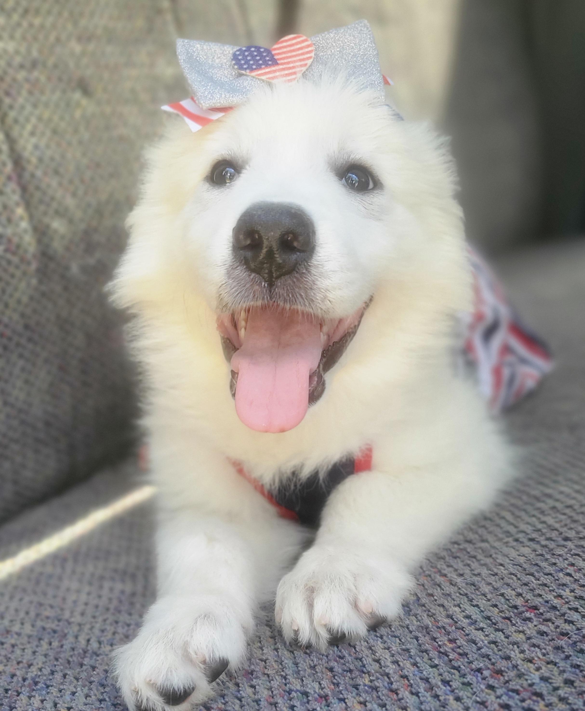Winter, Adoptable, Puppy Female Great Pyrenees & Mixed Breed.