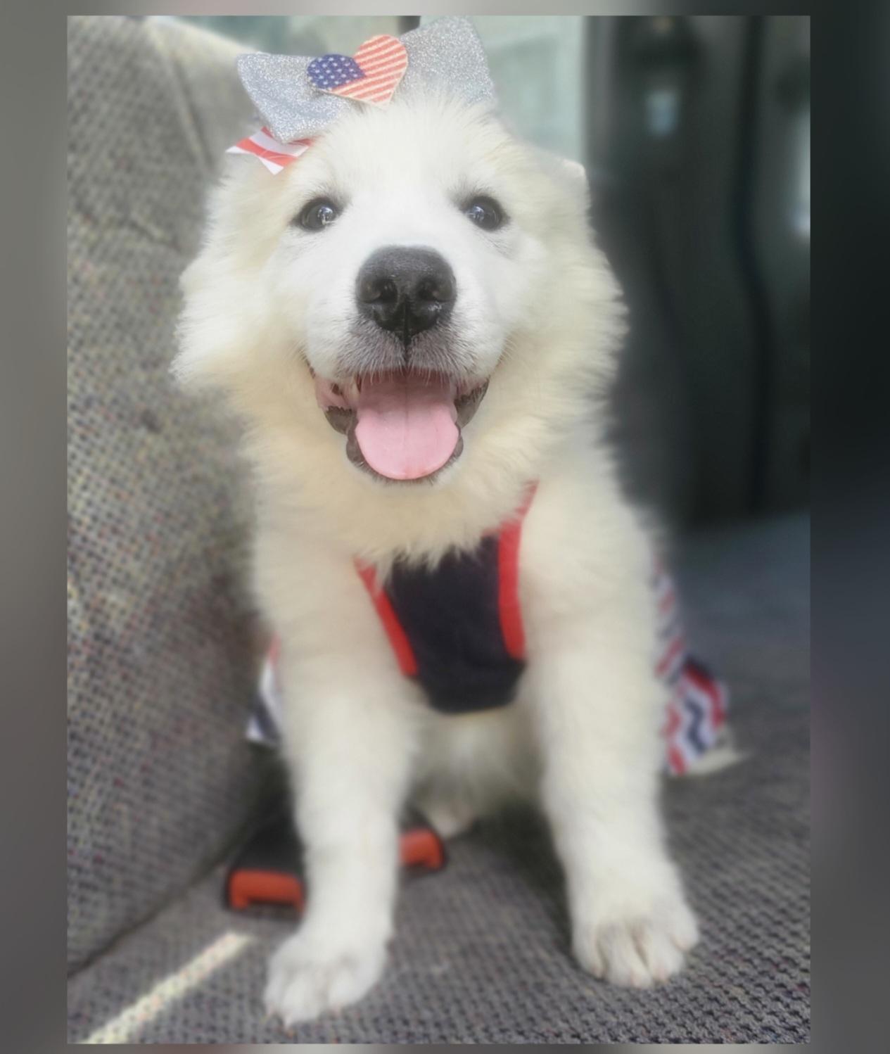 Enlarge Winter, a Adoptable mixed breed in Jacksonville, FL image 4/6