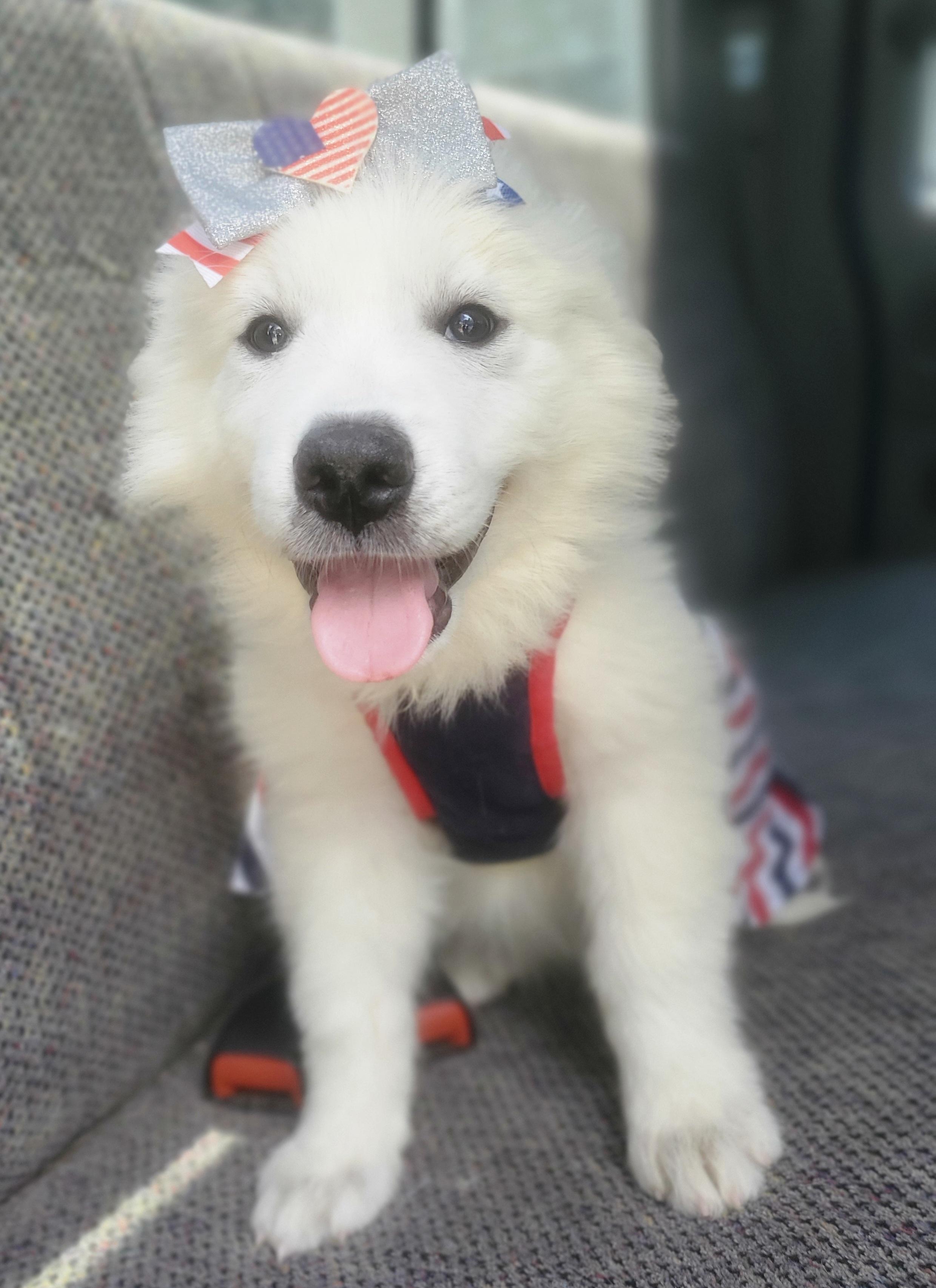 Enlarge Winter, a Adoptable mixed breed in Jacksonville, FL image 6/6