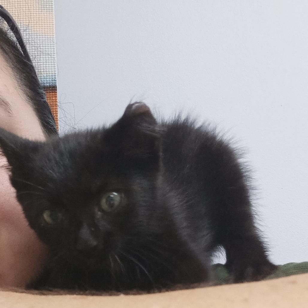 Enlarge Shark, a Adoptable Domestic Short Hair in Elizabeth City, NC image 1/1