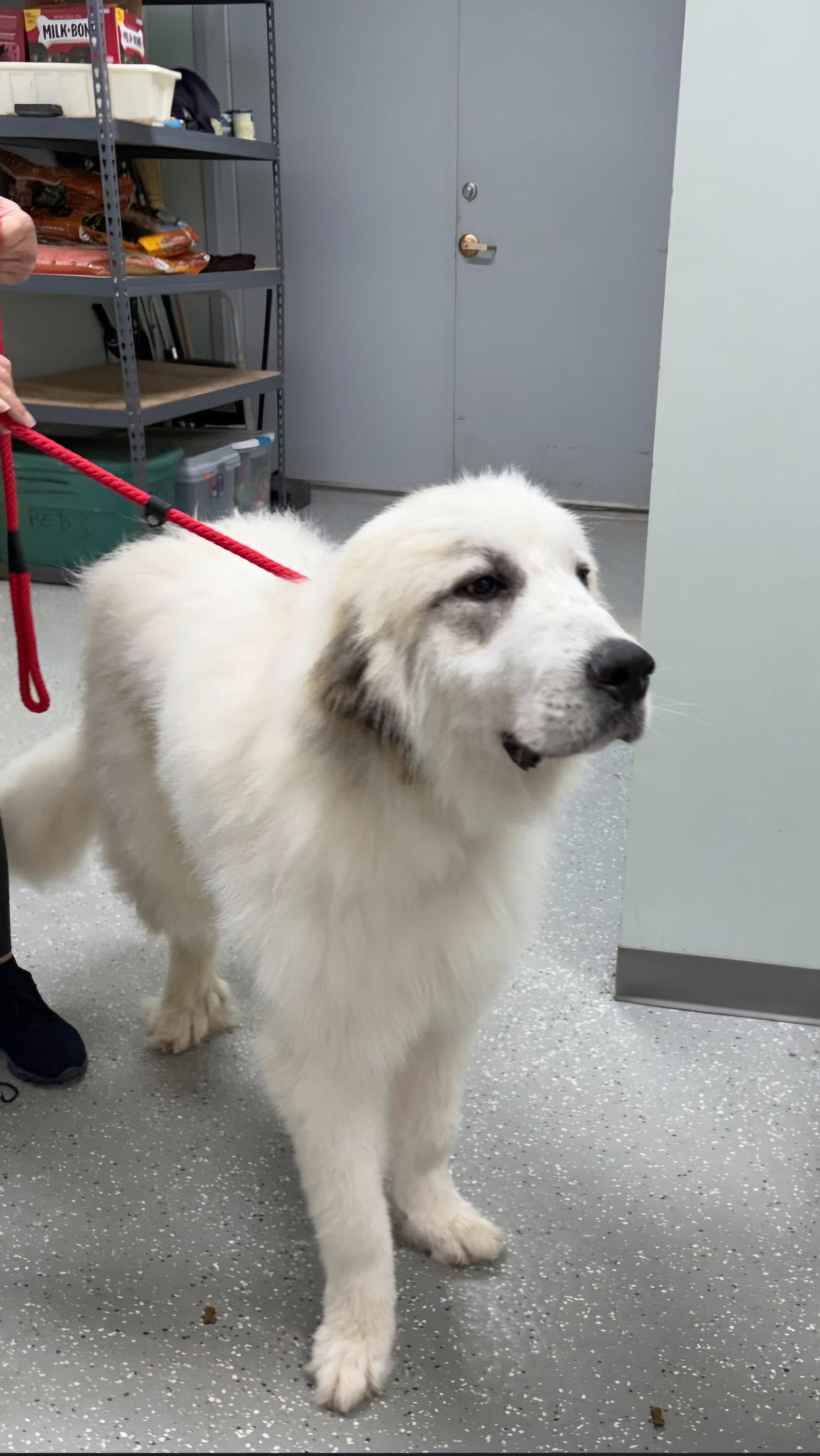 Theo, Adoptable, Adult Male Great Pyrenees.