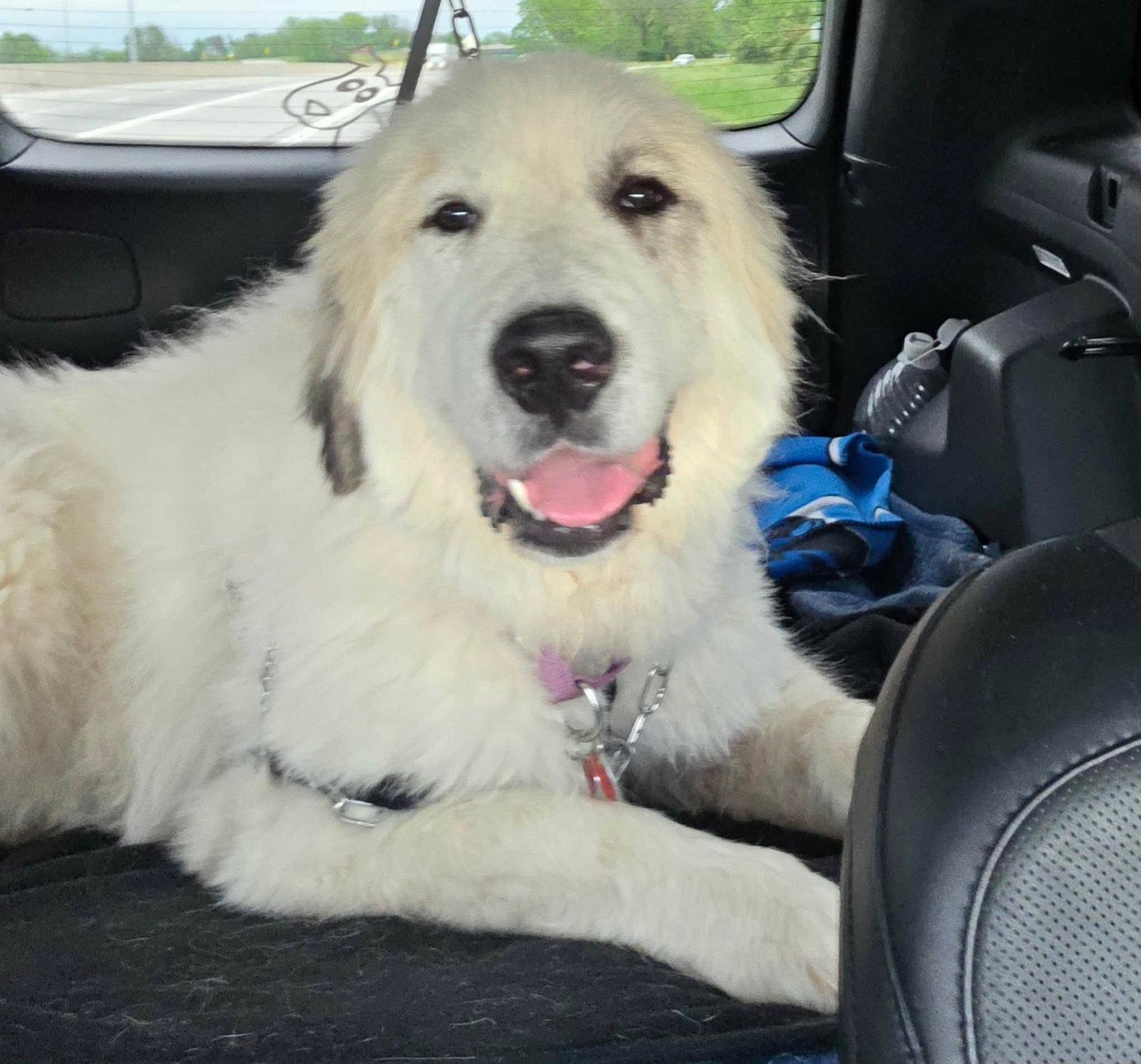 Theo, a Adoptable Great Pyrenees in Croydon, NH image 2/3