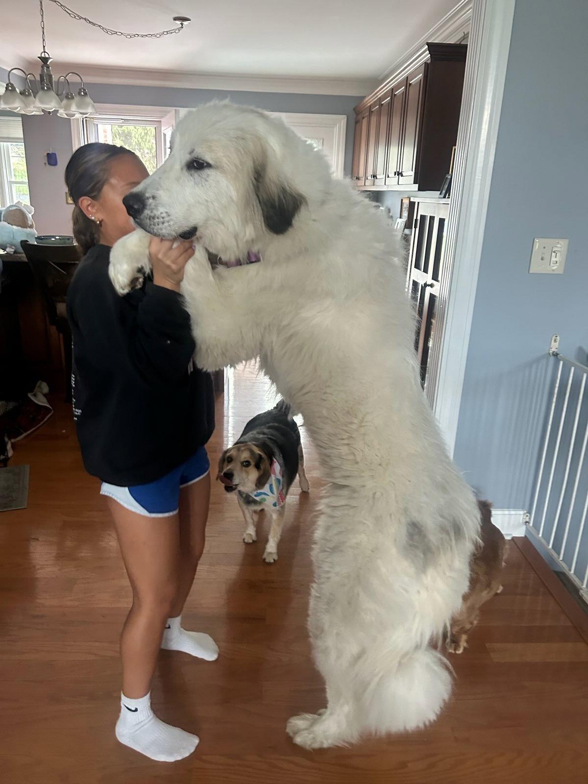 Theo, a Adoptable Great Pyrenees in Croydon, NH image 3/3