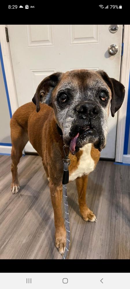 Kai, a Adopted Boxer in Canal Winchester, OH image 1/2