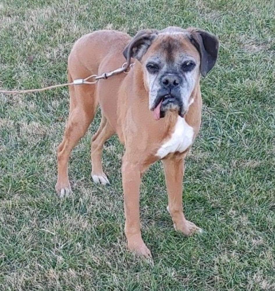 Kai, Adopted, Senior Male Boxer.