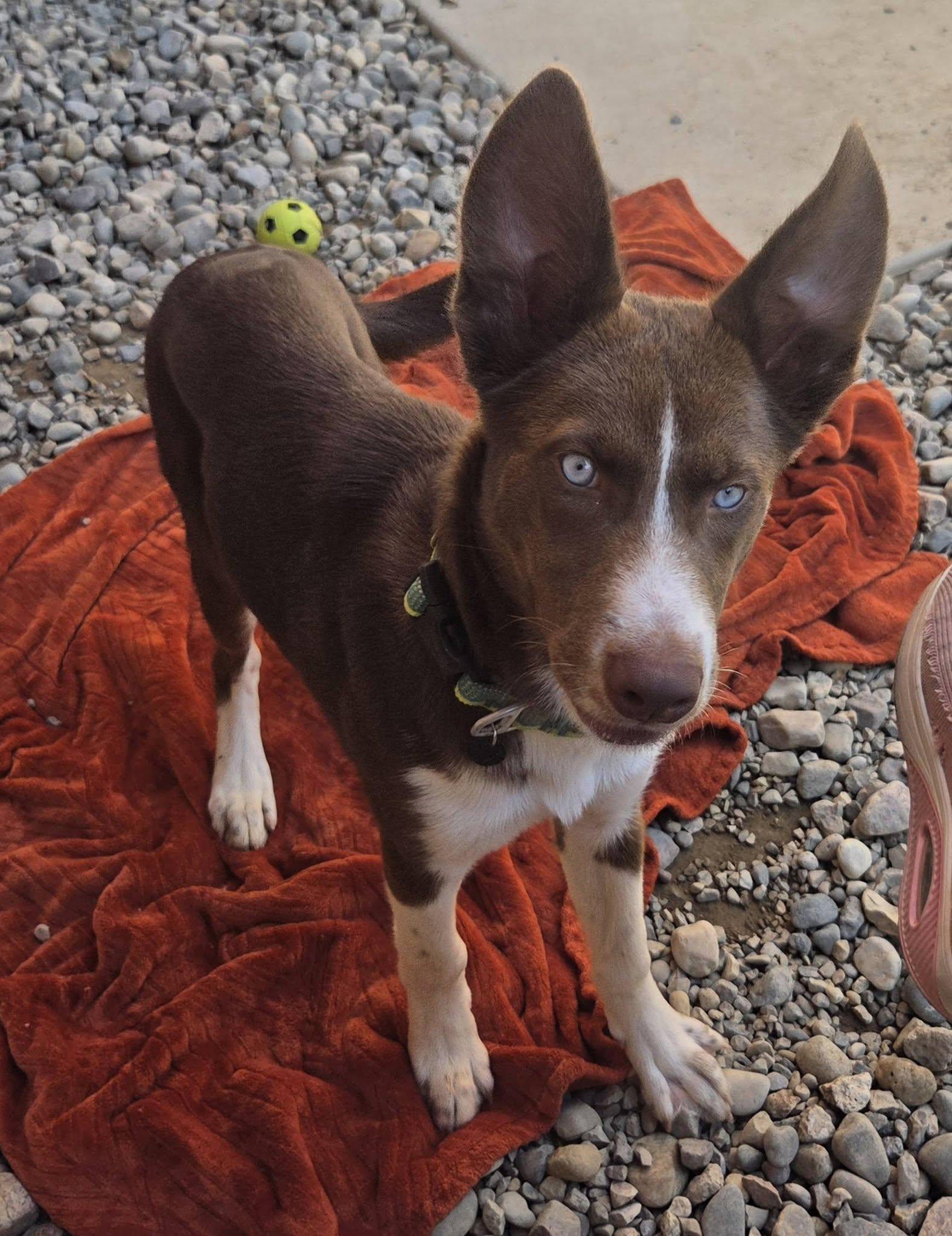 Enlarge Jupiter, a ADOPTABLE mixed breed in Sterling Heights, MI image 3/5