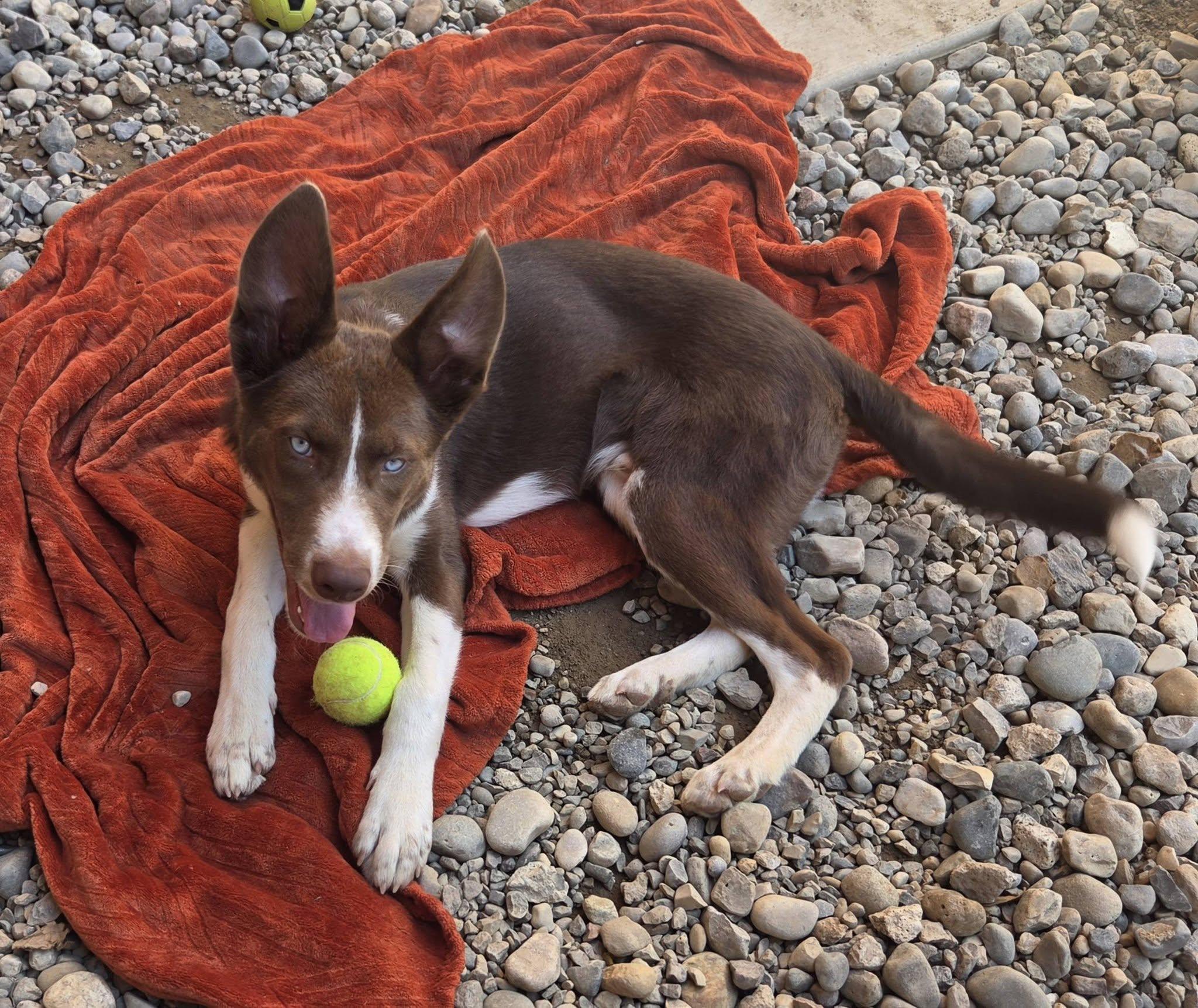 Enlarge Jupiter, a ADOPTABLE mixed breed in Sterling Heights, MI image 4/5