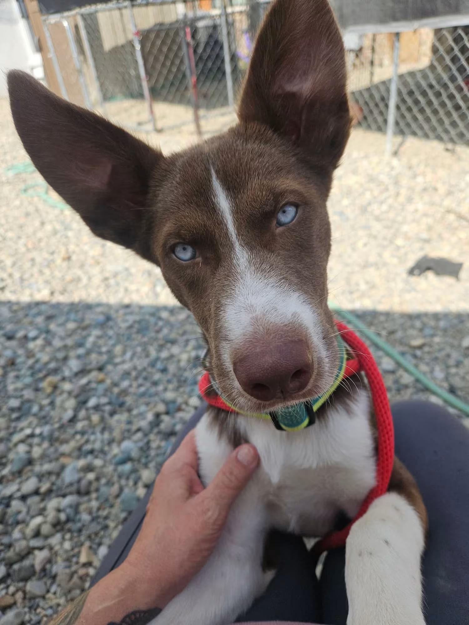 Jupiter, ADOPTABLE, Puppy Male Siberian Husky.