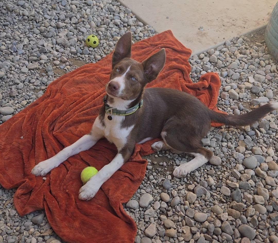 Enlarge Jupiter, a ADOPTABLE mixed breed in Sterling Heights, MI image 2/5