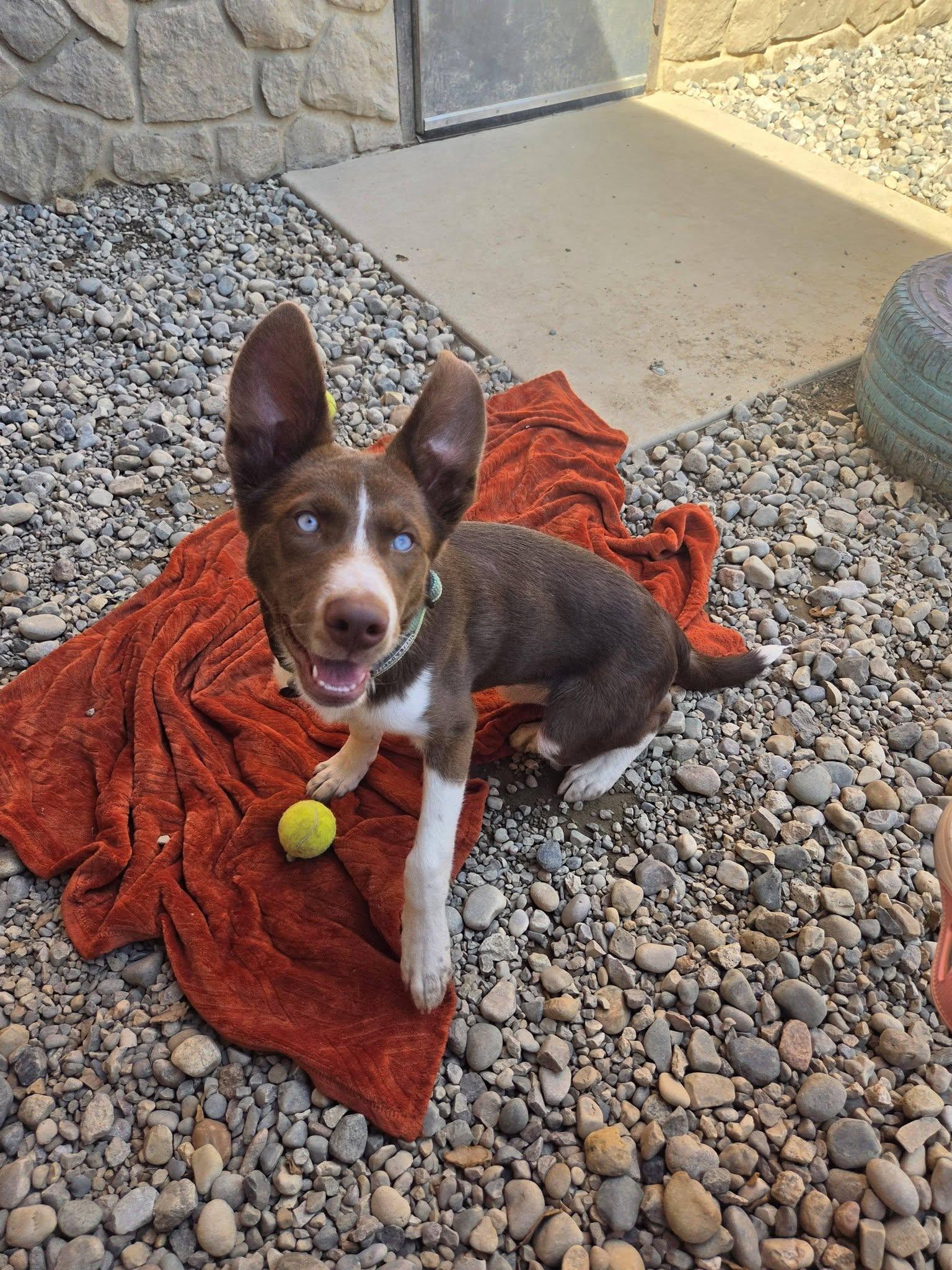 Enlarge Jupiter, a ADOPTABLE mixed breed in Sterling Heights, MI image 5/5