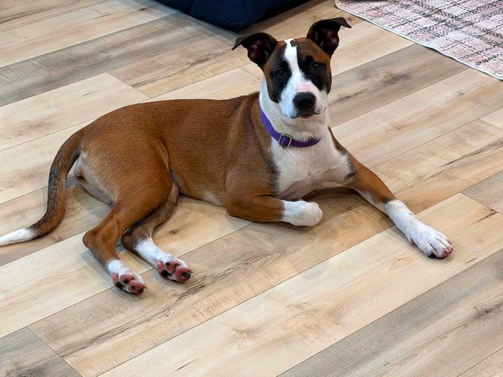 Enlarge Cherry, a Adoptable mixed breed in Trenton, ME image 1/1