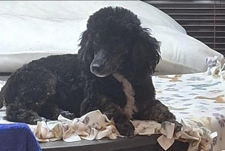 Enlarge Maverick, an adopted Miniature Poodle in Englewood, OH image 1/6