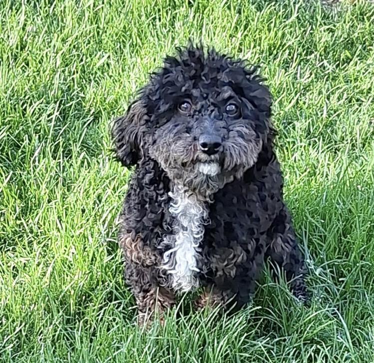 Enlarge Maverick, an adopted Miniature Poodle in Englewood, OH image 5/6