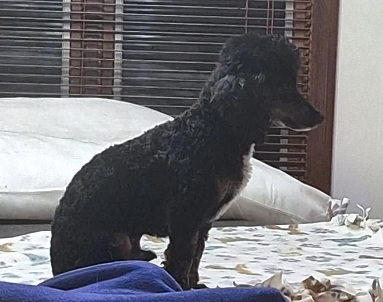 Enlarge Maverick, an adopted Miniature Poodle in Englewood, OH image 3/6
