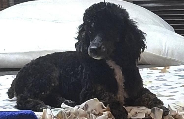 Enlarge Maverick, an adopted Miniature Poodle in Englewood, OH image 6/6