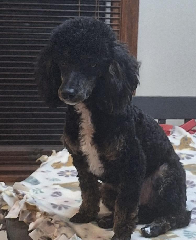 Enlarge Maverick, an adopted Miniature Poodle in Englewood, OH image 4/6