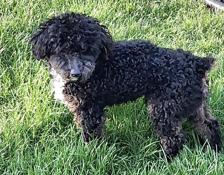 Enlarge Maverick, an adopted Miniature Poodle in Englewood, OH image 2/6