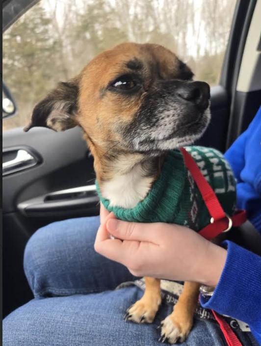 Chico In Ri thumbnail 2