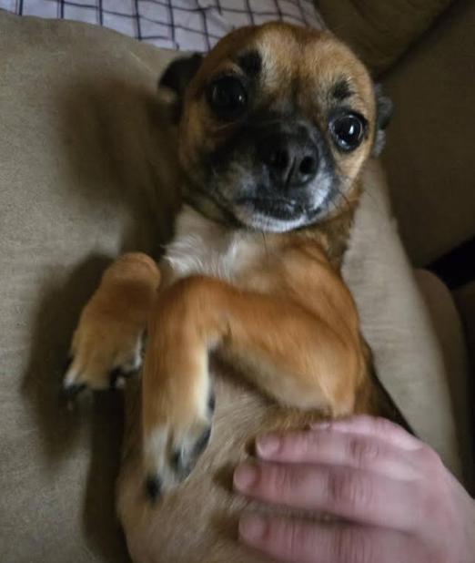 Chico In Ri thumbnail 3