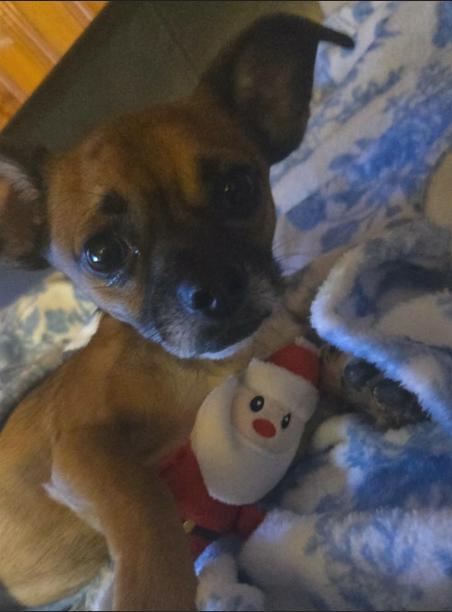 Chico In Ri thumbnail 4