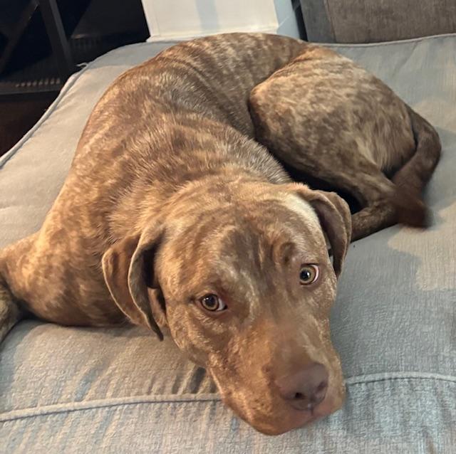 Enlarge Bruce, an adoptable Pit Bull Terrier in Queenstown, MD image 2/2