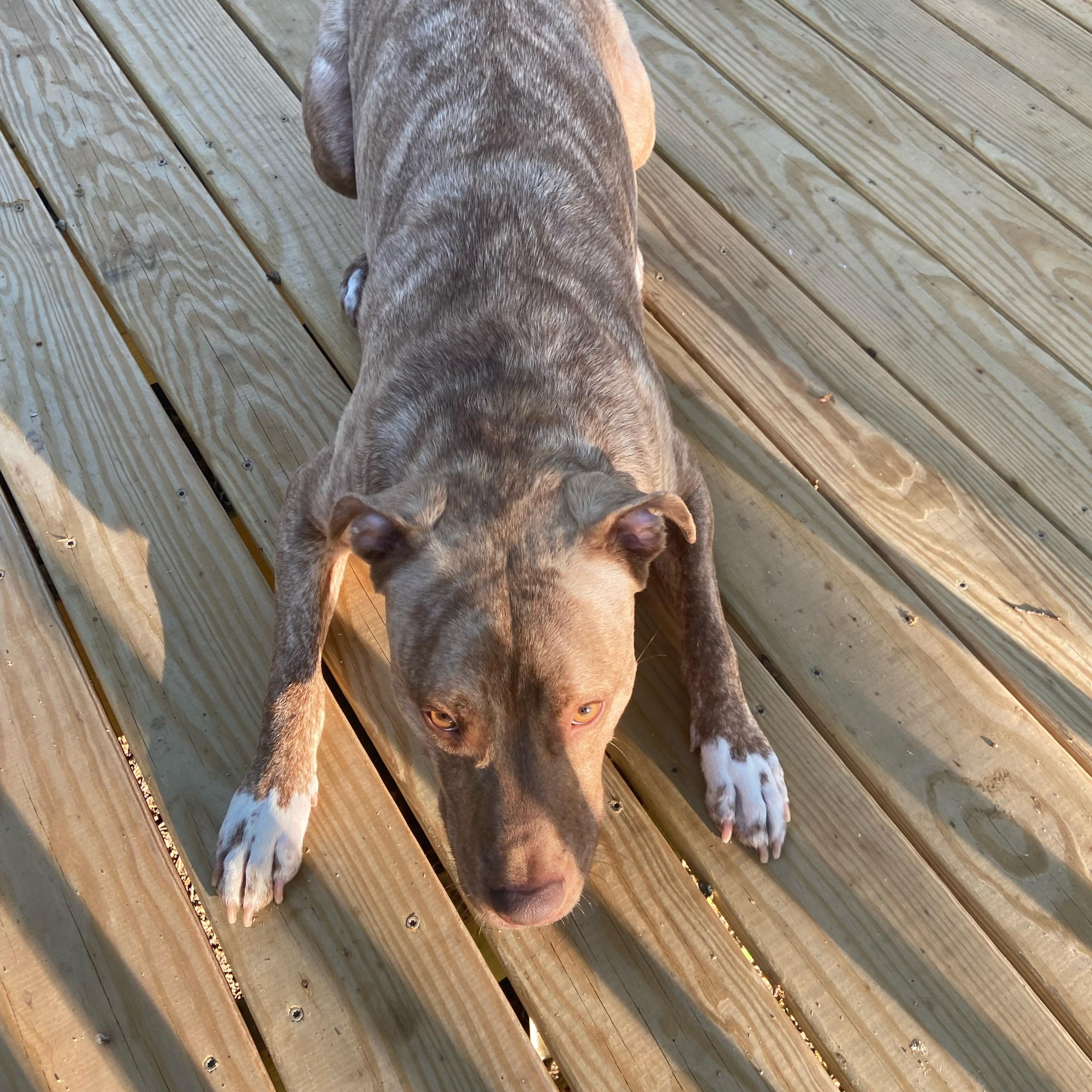 Bruce - FOSTER NEEDED, an adoptable Pit Bull Terrier in Queenstown, MD image 5/5