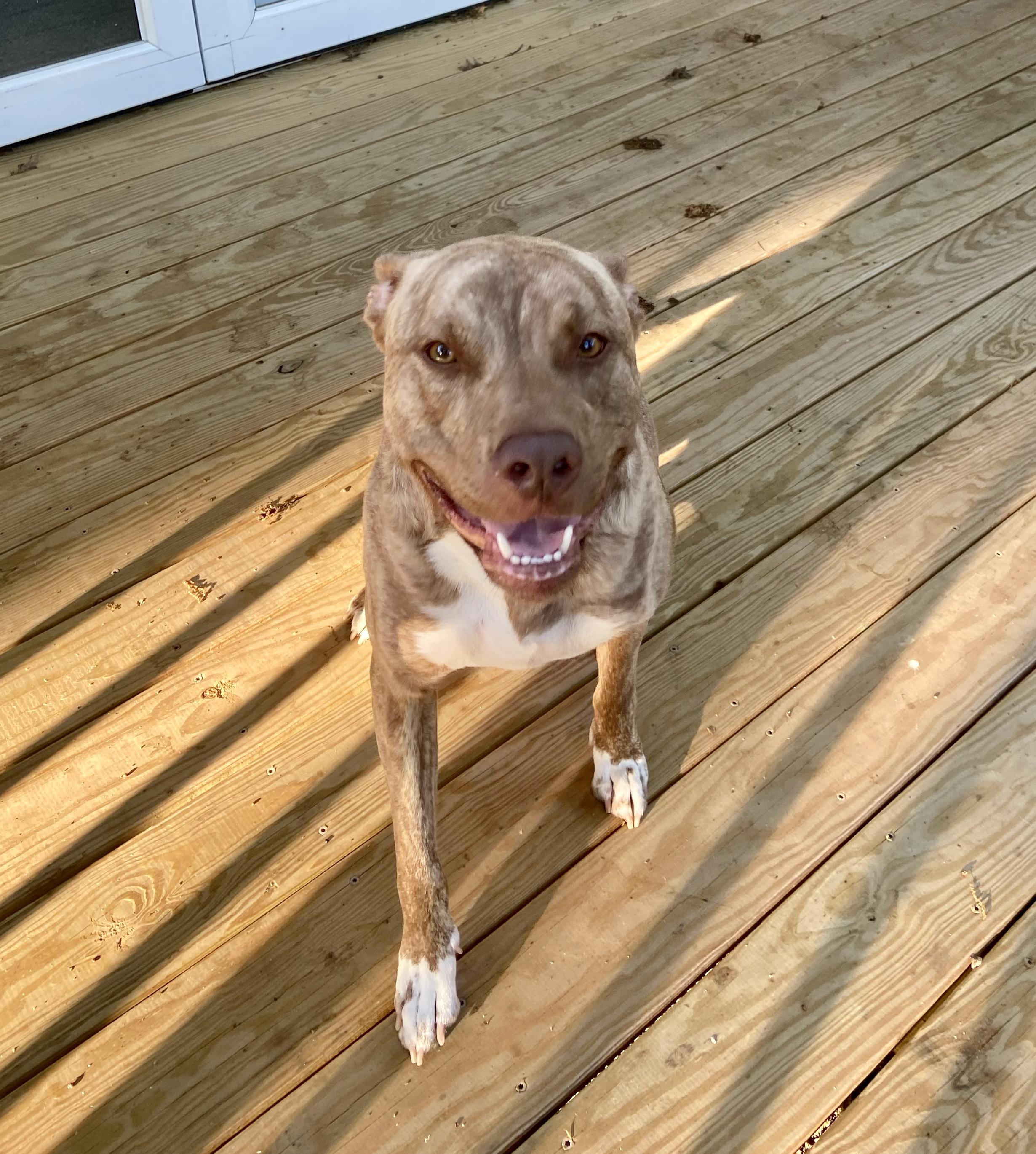 Bruce - FOSTER NEEDED, an adoptable Pit Bull Terrier in Queenstown, MD image 3/5