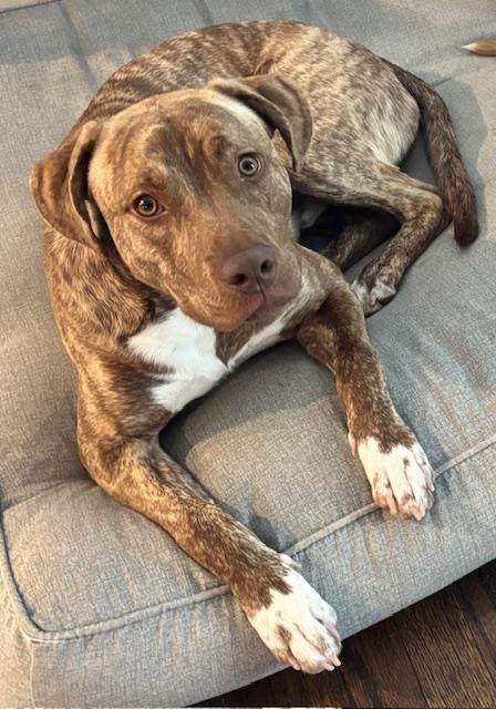 Bruce, adoptable, Young Male Pit Bull Terrier.