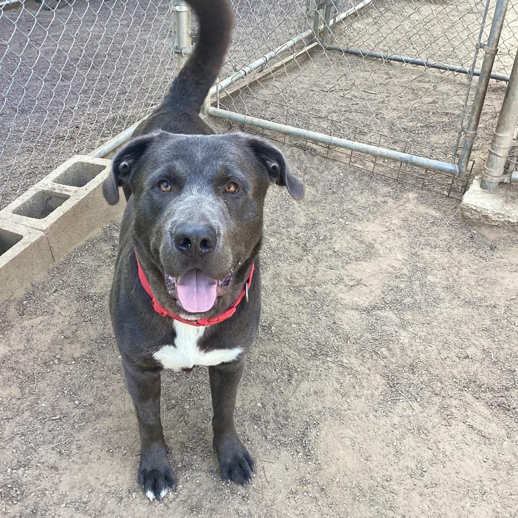 Enlarge Prince, a Adoptable mixed breed in Riverside, CA image 1/6
