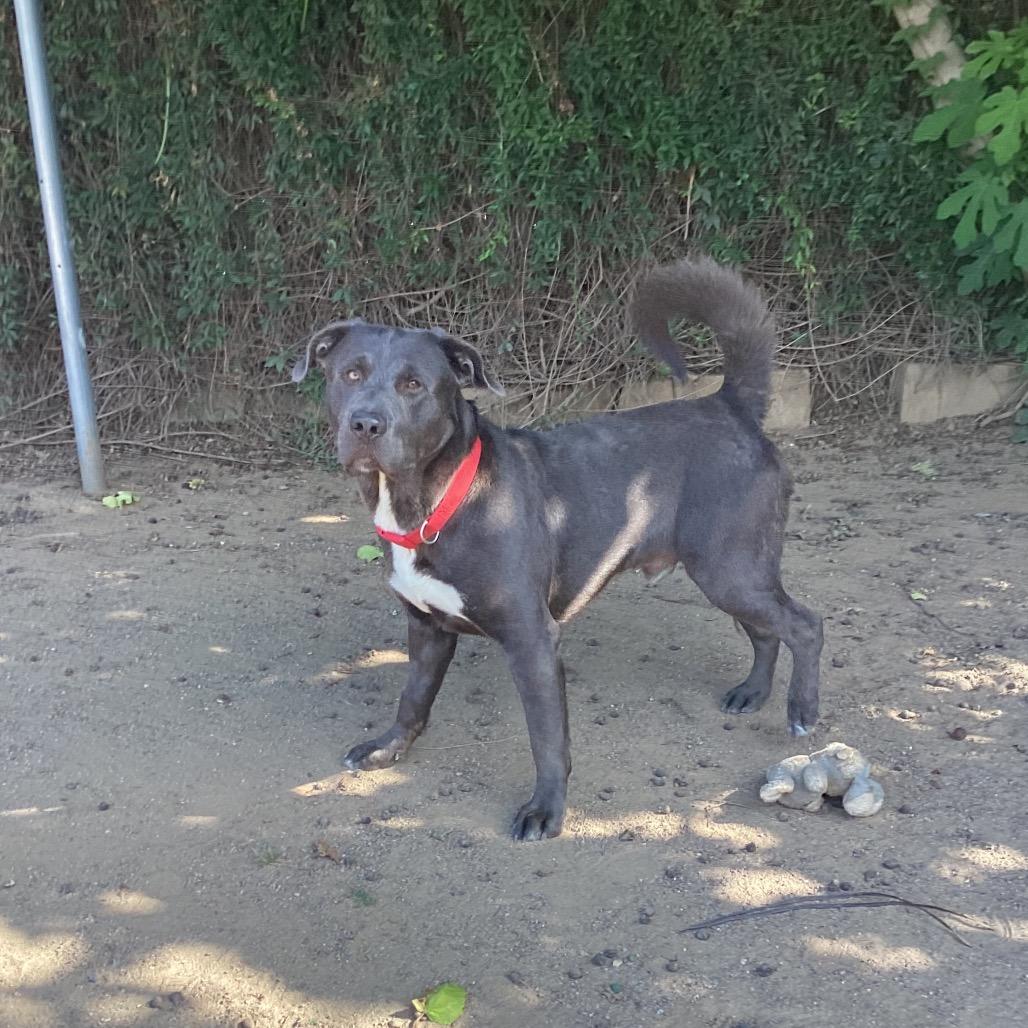 Enlarge Prince, a Adoptable mixed breed in Riverside, CA image 2/6