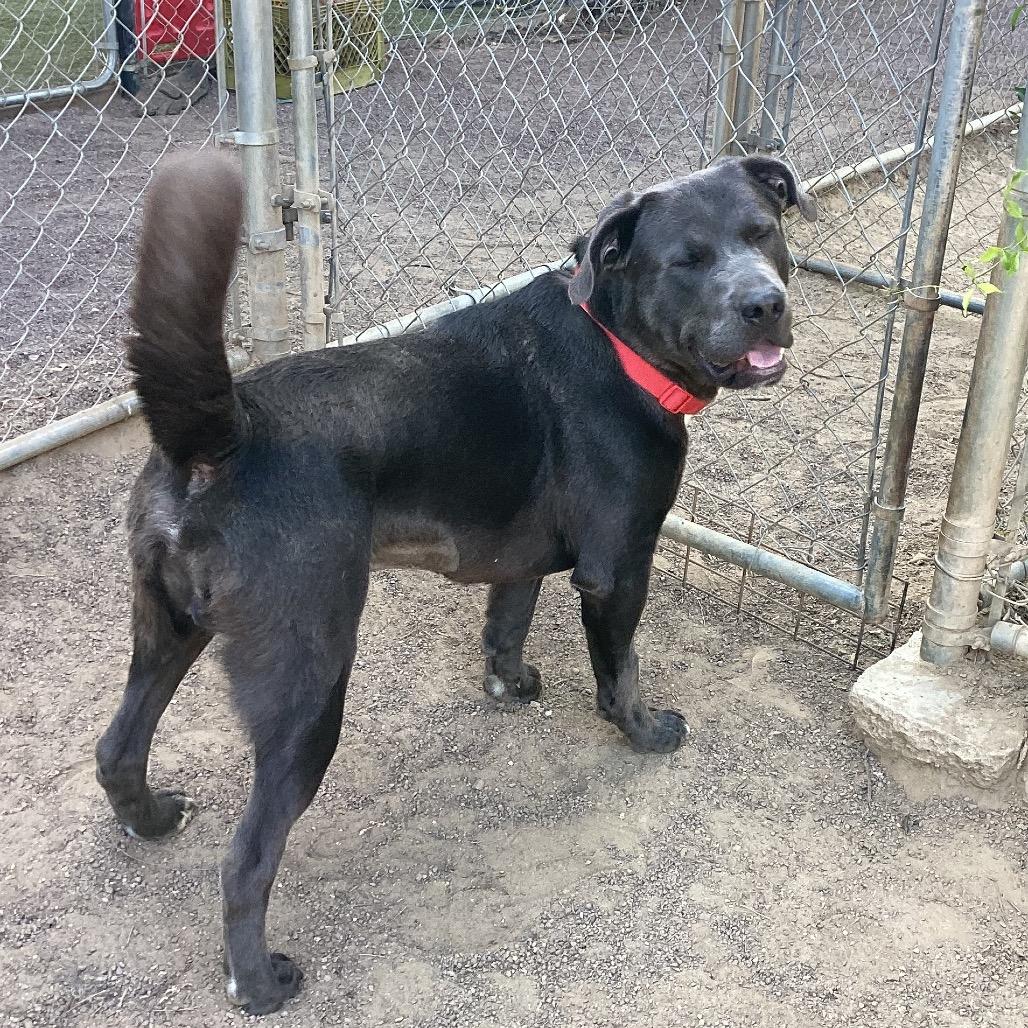 Enlarge Prince, a Adoptable mixed breed in Riverside, CA image 3/6