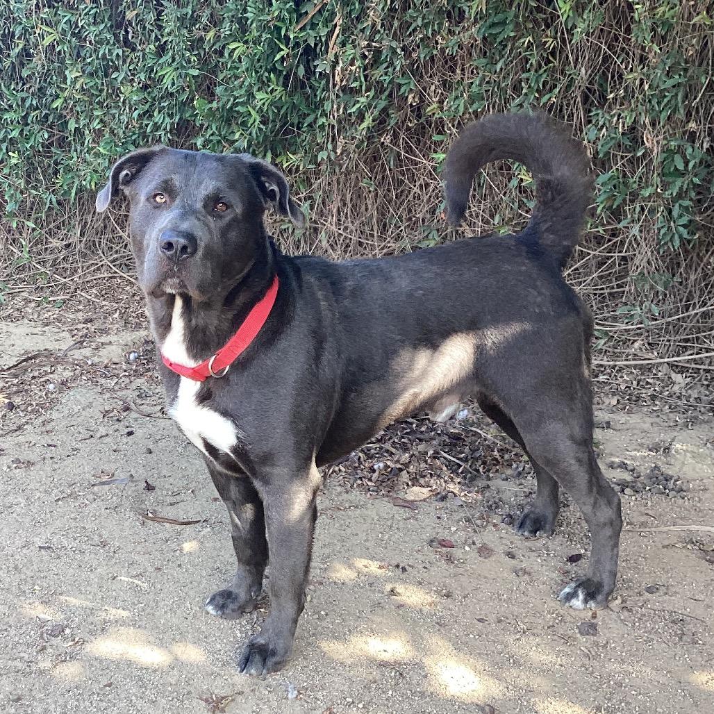 Enlarge Prince, a Adoptable mixed breed in Riverside, CA image 4/6