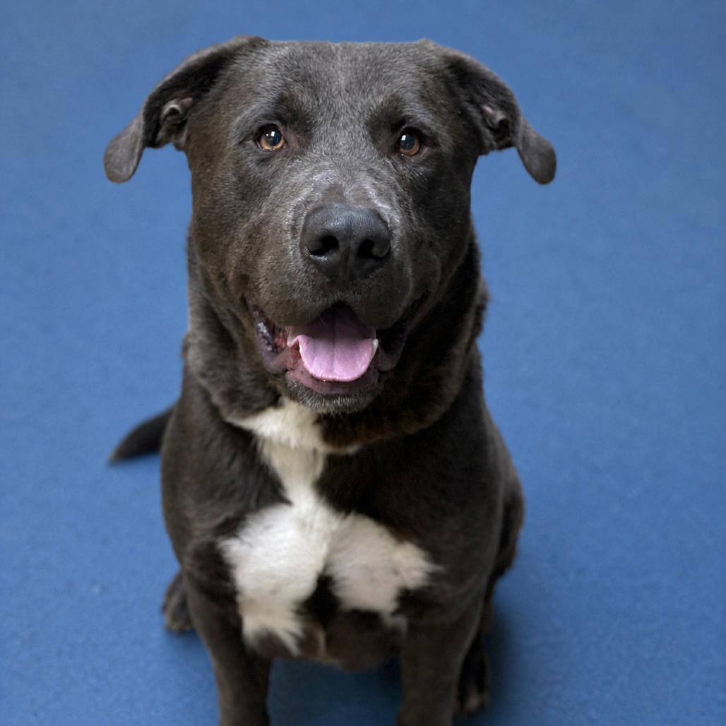 Enlarge Prince, a Adoptable mixed breed in Riverside, CA image 5/6