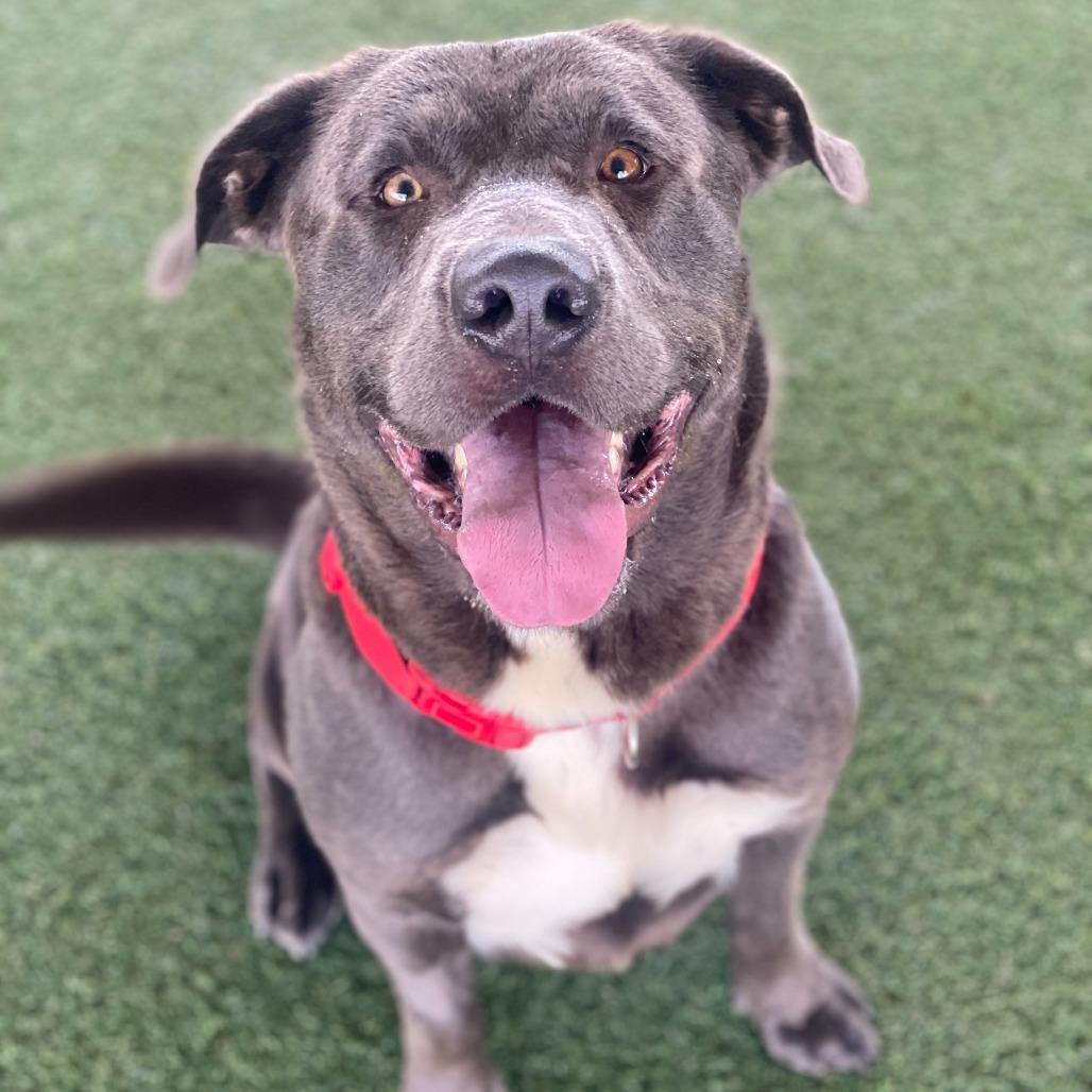 Enlarge Prince, a Adoptable mixed breed in Riverside, CA image 6/6