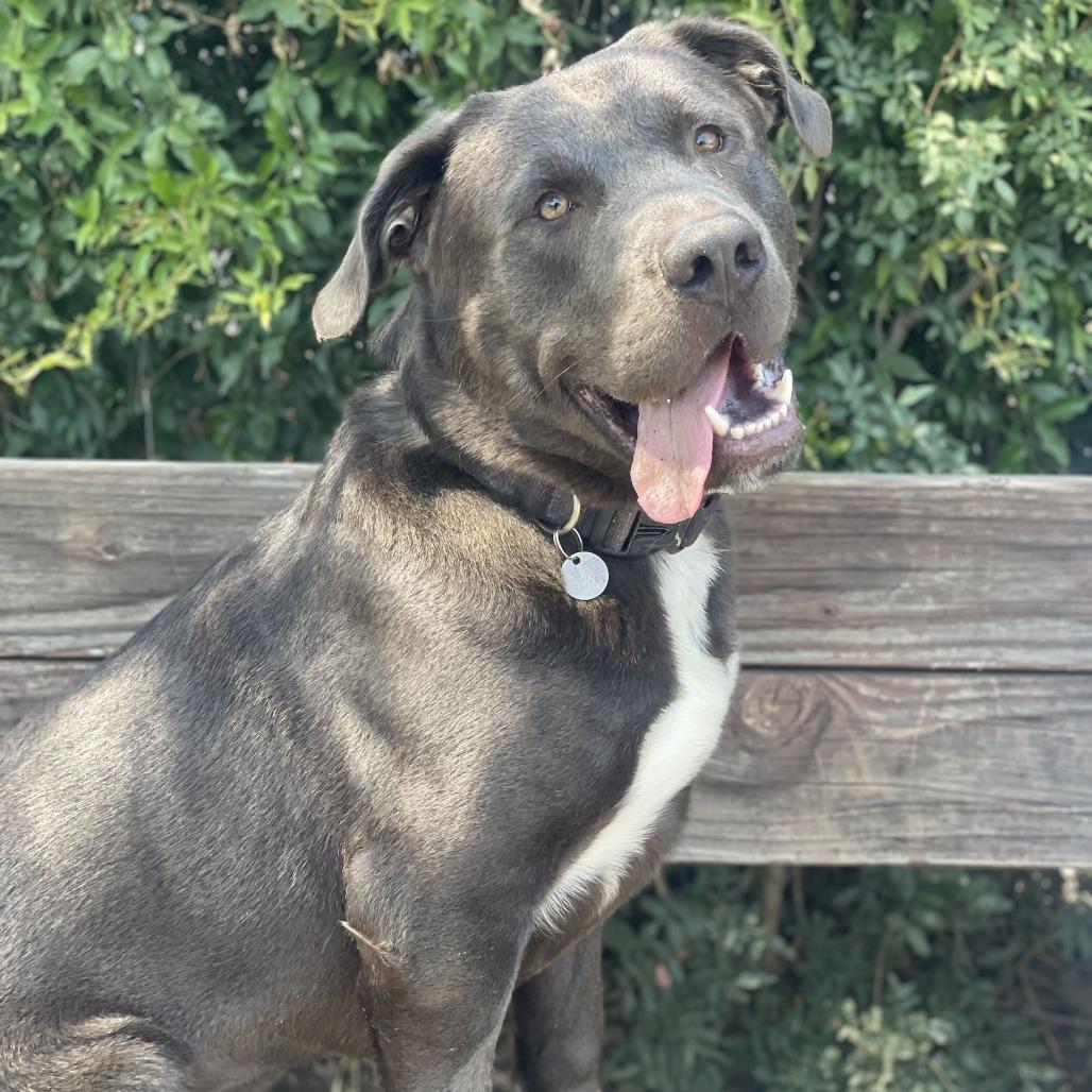 Enlarge Prince, a Adoptable mixed breed in Riverside, CA image 6/6