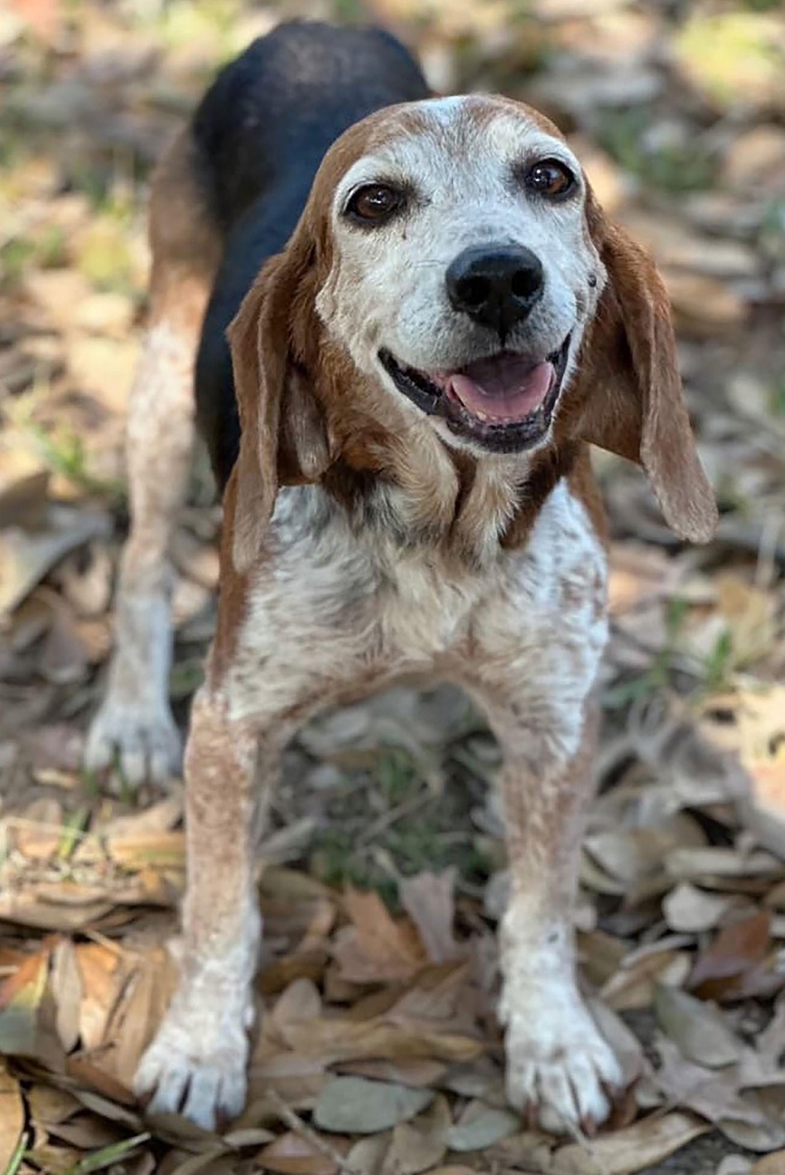 Enlarge Lydia, a Adoptable Beagle in Dunnellon, FL image 1/3