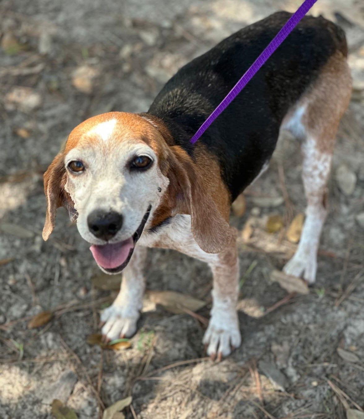 Enlarge Lydia, a Adoptable Beagle in Dunnellon, FL image 2/3